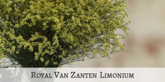 Royal Van Zanten Limo